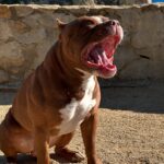 496493222_17958819224926549_4023739647075224291_n